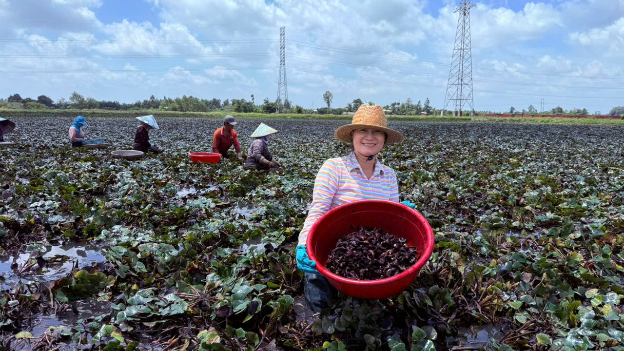 Nông dân Lấp Vò thu lợi 'kép' từ luân canh lúa - ấu