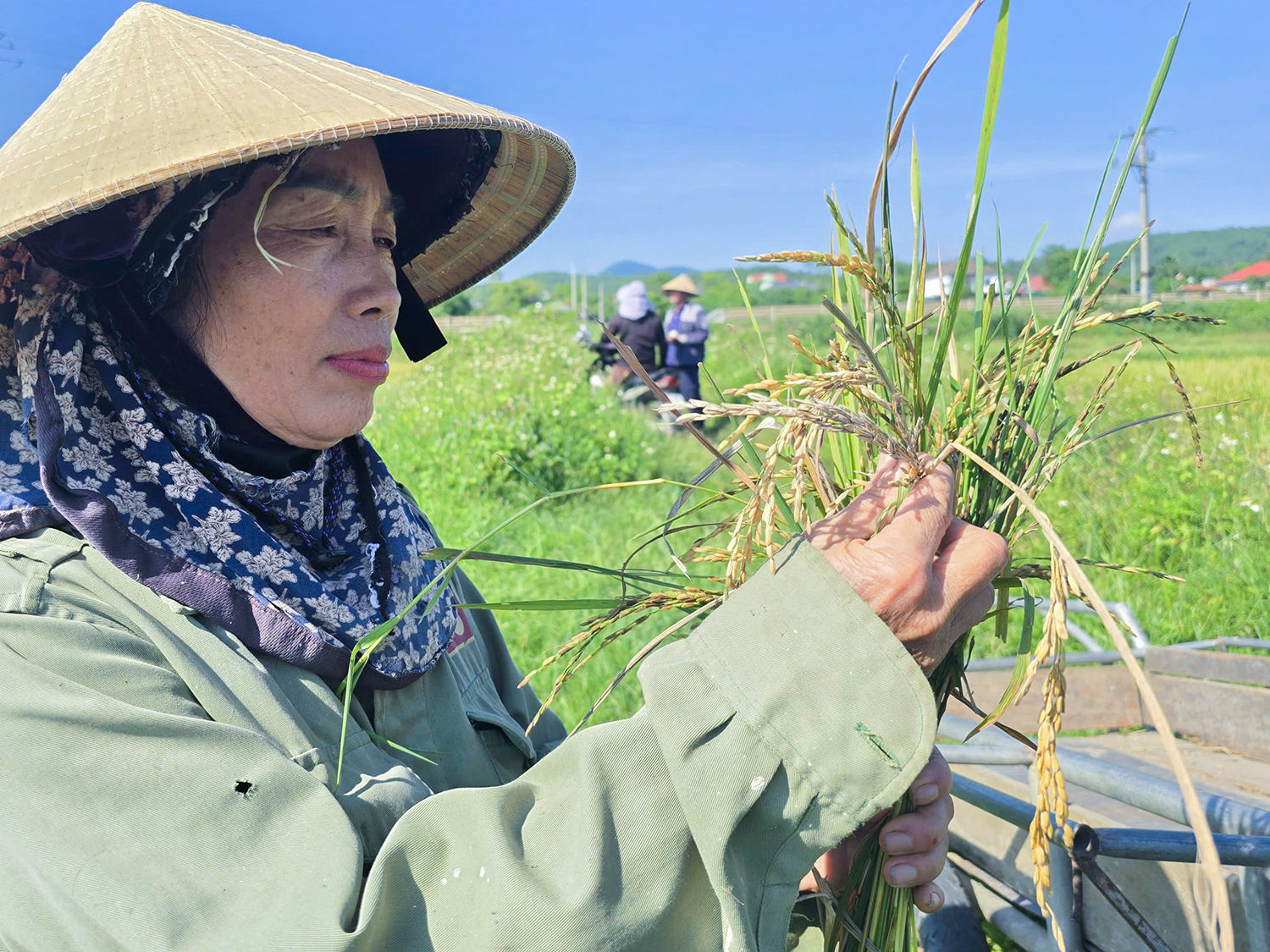 Bà Nguyễn Thị Lan kiểm tra lúa trước khi thuê máy gặt xuống thu hoạch.