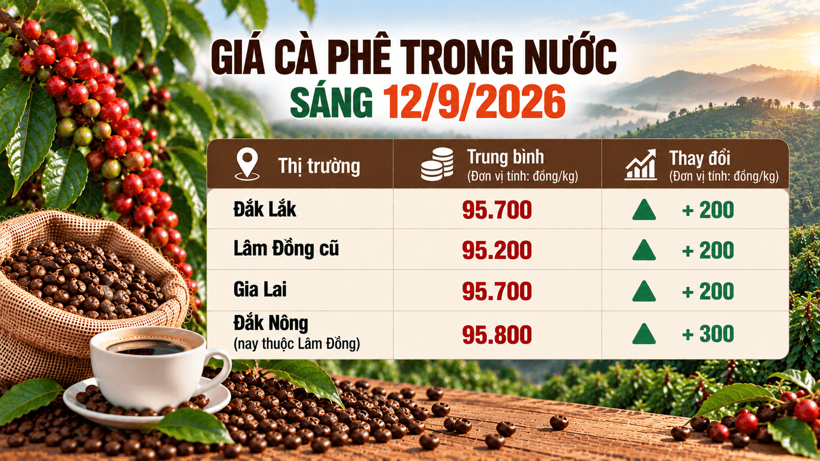 Thị trường cà phê trong nước sáng 12/9/2026.