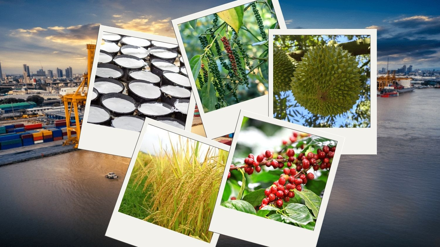 Thị trường nông sản sáng 13/9/2026 ghi nhận giá cà phê trong nước đồng loạt điều chỉnh giảm 500 đồng/kg.