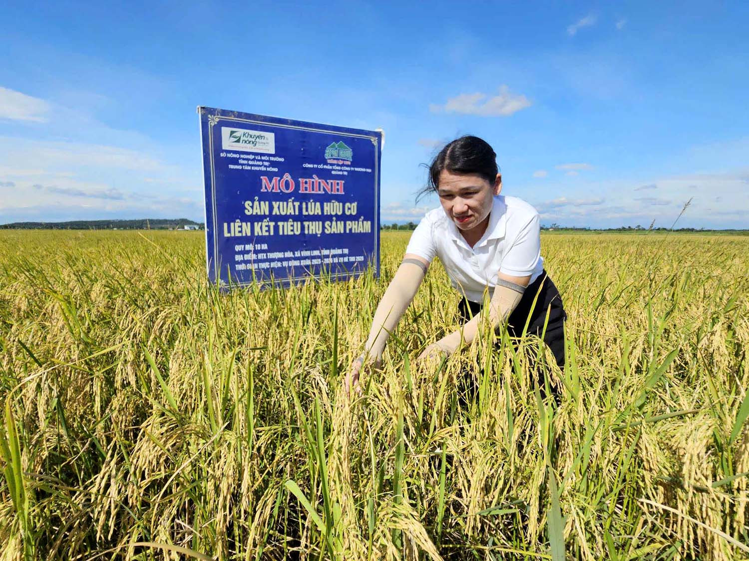 Vụ hè thu đầy rủi ro, nông dân làm lúa hữu cơ vẫn lãi lớn