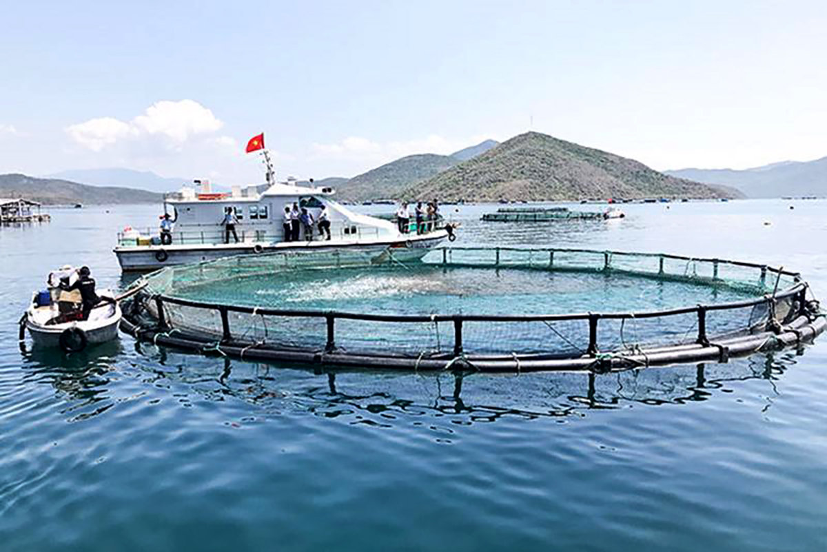 Thủy sản nuôi trồng: Phát triển các vùng nuôi trồng tập trung. Ảnh: TL