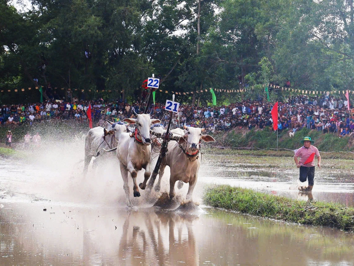 Hội đua bò truyền thống Chùa Rô năm 2026 vùng Bảy Núi – Tranh Cúp Phân Bón Cà Mau đã diễn ra đầy kịch tính.