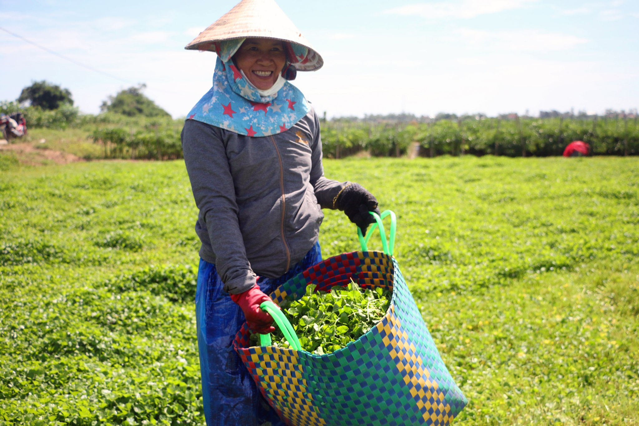 Rau má Quảng Thọ, sản phẩm nông nghiệp đặc trưng vùng ven phá Tam Giang.