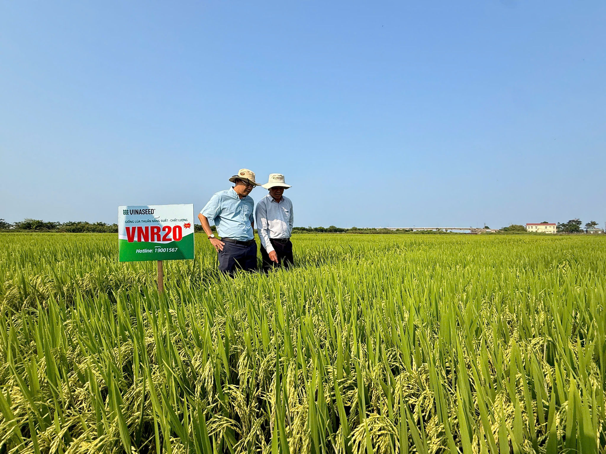Tại Huế, nhiều chuỗi liên kết đã được hình thành trong trồng trọt, chăn nuôi cho thấy hiệu quả cao.