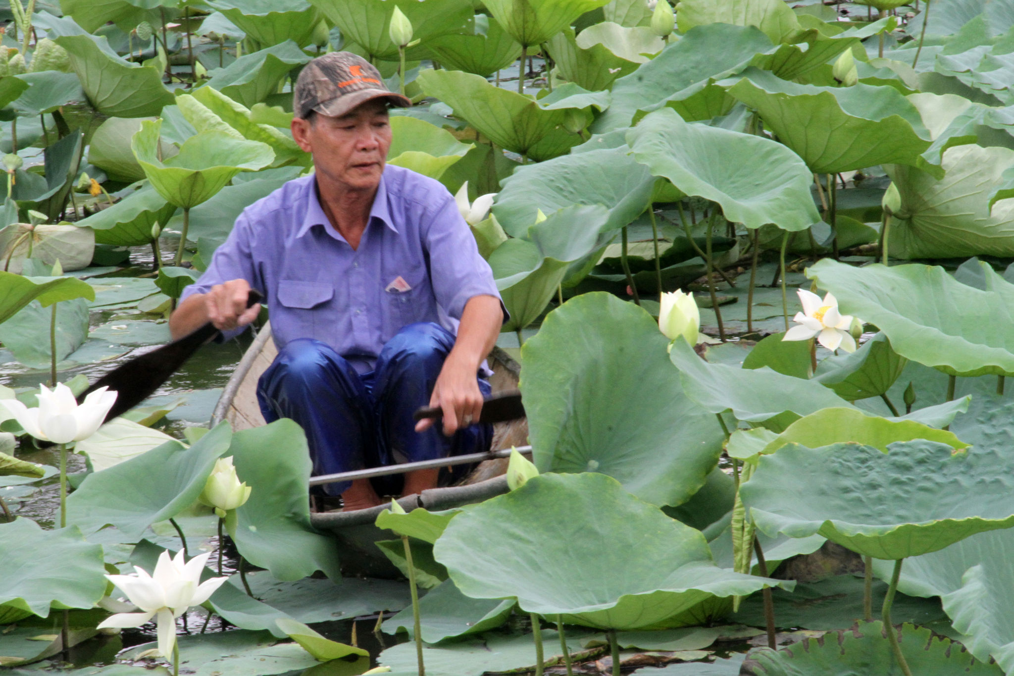 Sen hồ Tịnh Tâm từng có mặt trong các buổi yến tiệc, thiết đãi sứ thần dưới triều Nguyễn