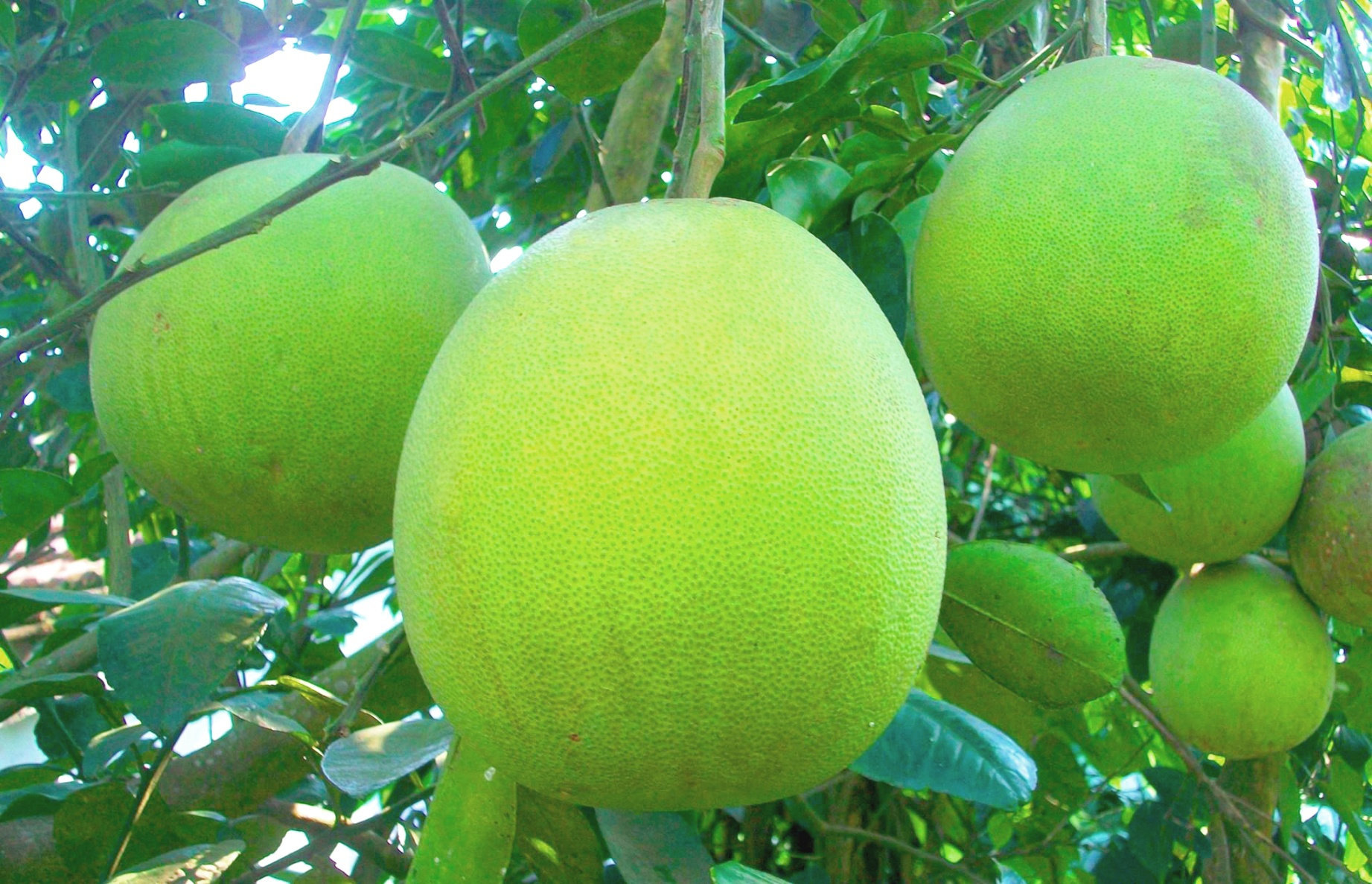 Thanh trà là đặc sản
