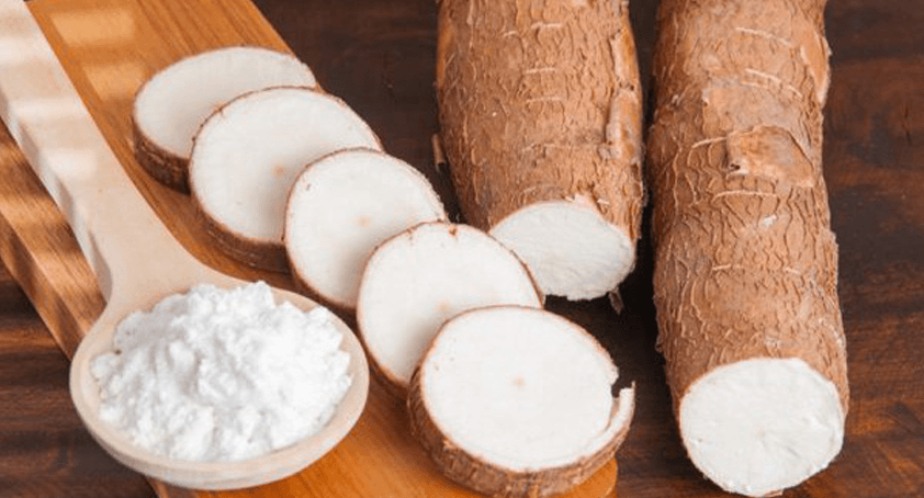 Giá sắn củ tươi trong nước đang ở mức cao khi nguồn nguyên liệu đầu vụ được các nhà máy tinh bột tích cực thu mua.