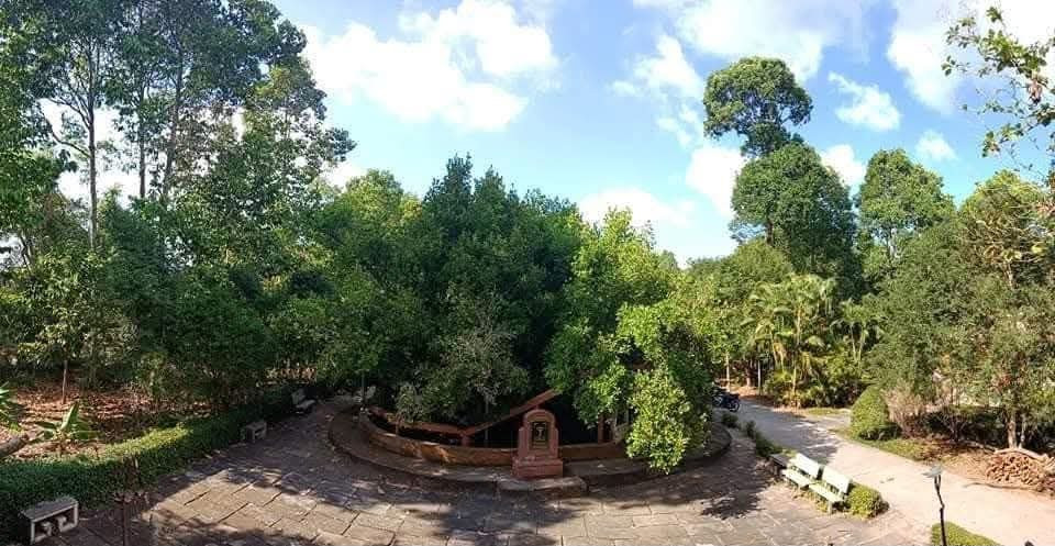 Cây bach mai cô thụ