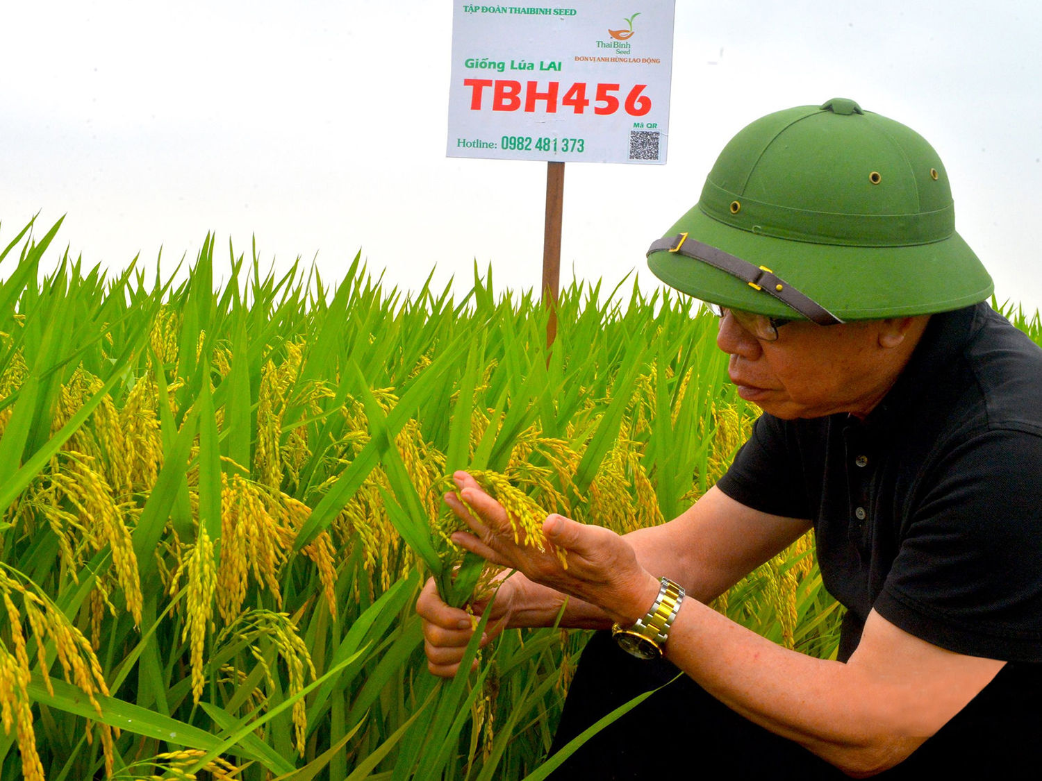Ông Trần Mạnh Báo – Chủ tịch Hội đồng Quản trị ThaiBinh Seed trực tiếp xuống đồng kiểm tra giống lúa. Ảnh: BNA