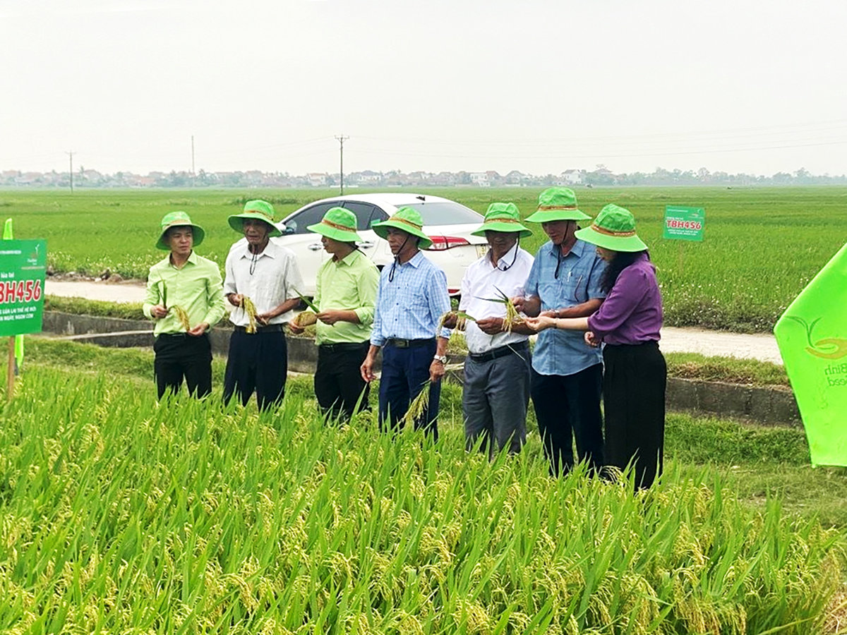 Triển vọng nâng cao năng suất từ các giống lúa mới của ThaiBinh Seed tại Nghệ An. Ảnh: BNA