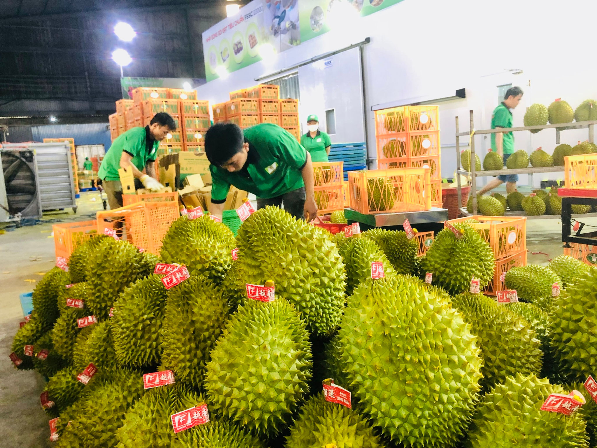 Trung Quốc chi gần 3,9 tỷ USD nhập khẩu rau quả Việt Nam 