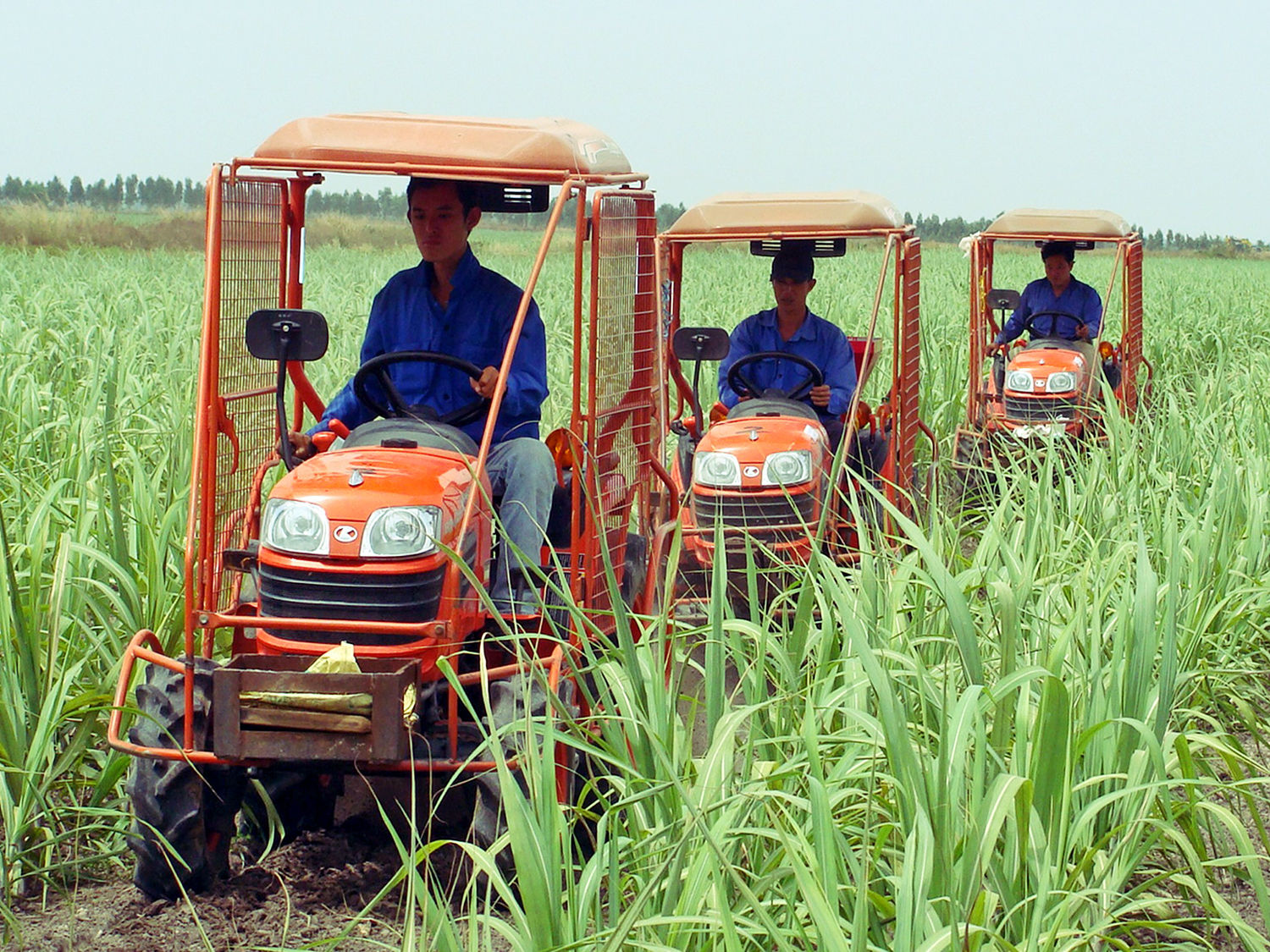 TTC AgriS trình diễn cơ giới hóa trong canh tác mía ở Tây Ninh. Ảnh SGGP