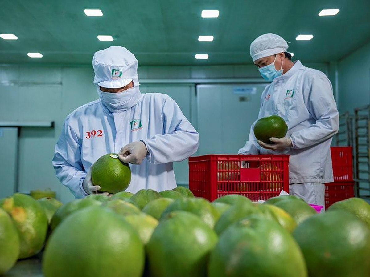 Cơ quan chức năng Úc vừa chính thức đưa ra quyết định tạm hoãn nhập khẩu bưởi tươi từ Việt Nam trong vòng 6 tháng. Ảnh: DNHN