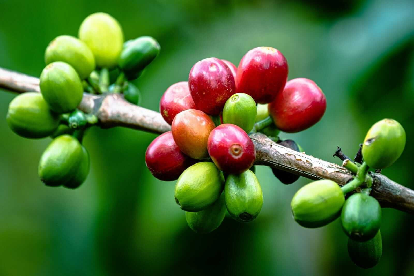 Thị trường cà phê 16/9: Nội địa mất mốc 95.000 đồng/kg, thế giới đồng loạt giảm