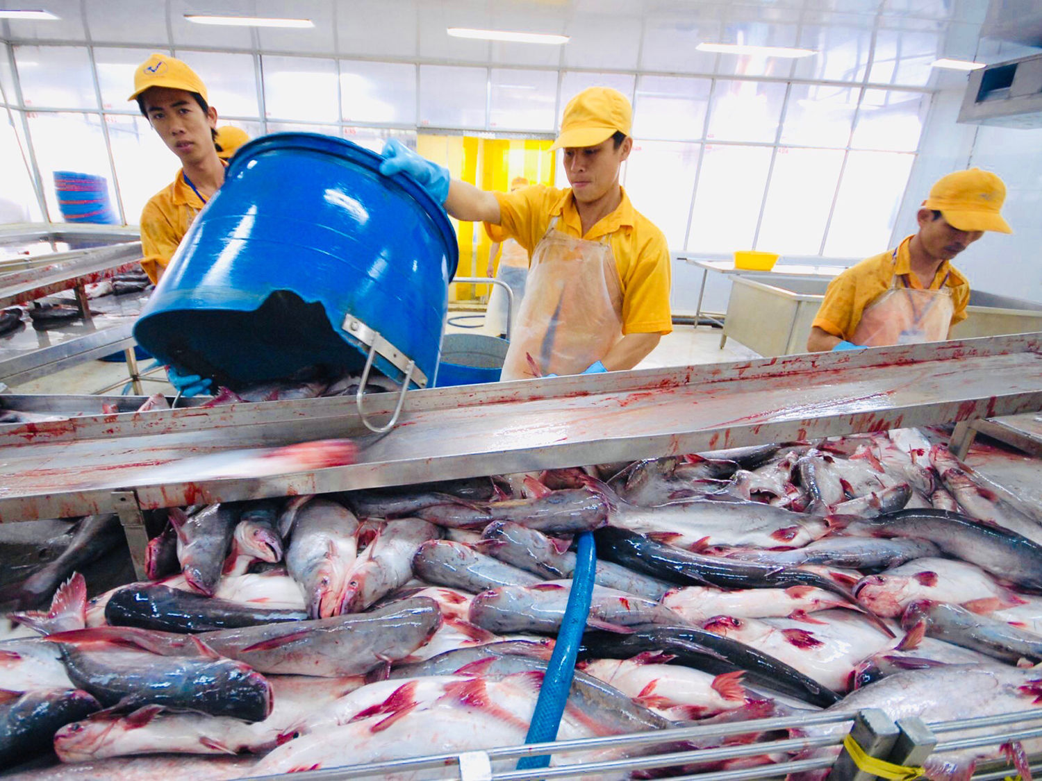 Chịu thuế bổ sung 12,5% của Mỹ, doanh nghiệp xuất khẩu cá tra nào đang 'hứng bão'?