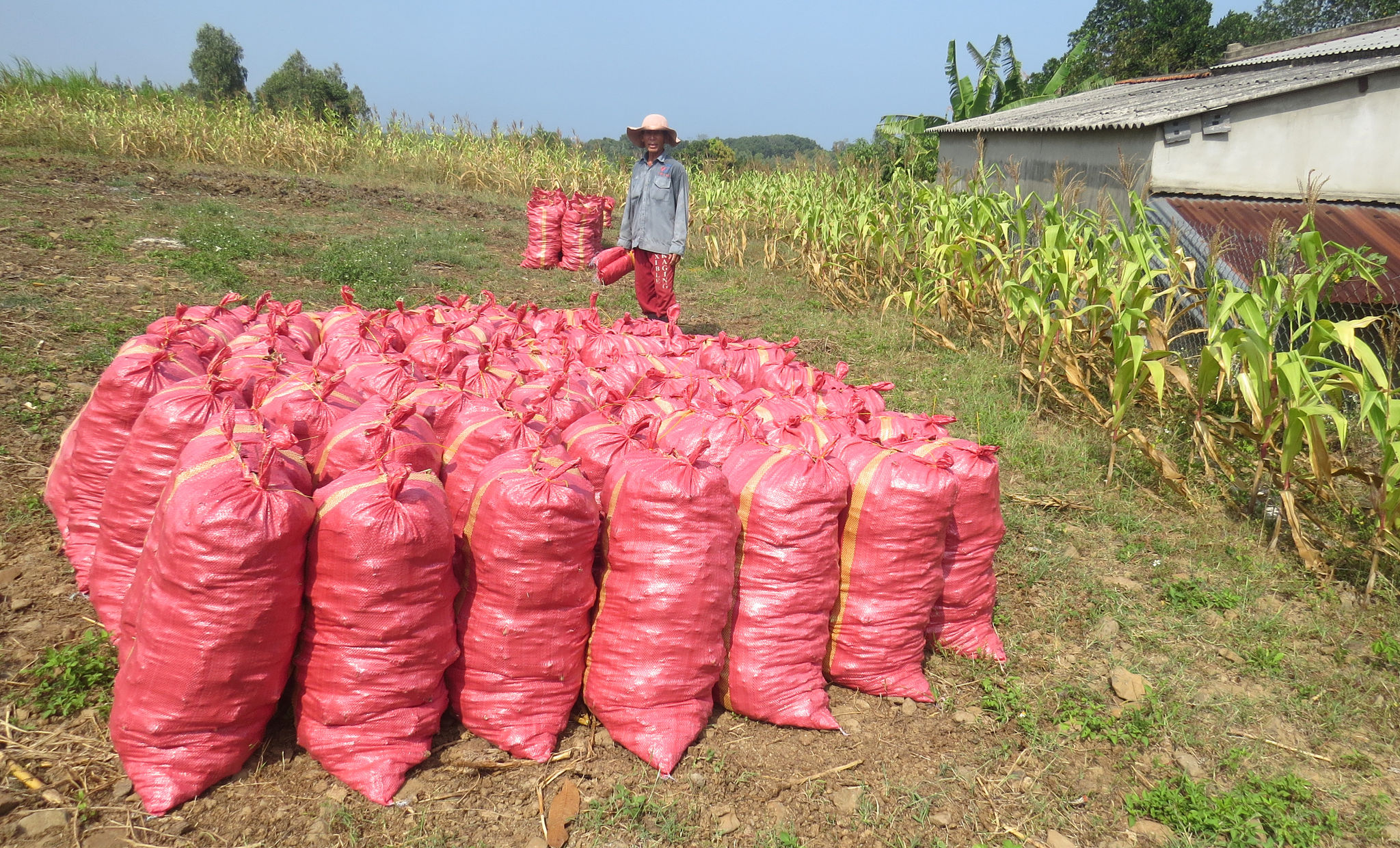 Bán phân bò lấy tiền, nhiều nông dân lại phải mua phân hóa học giá cao, khiến đất ruộng thiếu hữu cơ, chai cứng và ngày càng bạc màu.