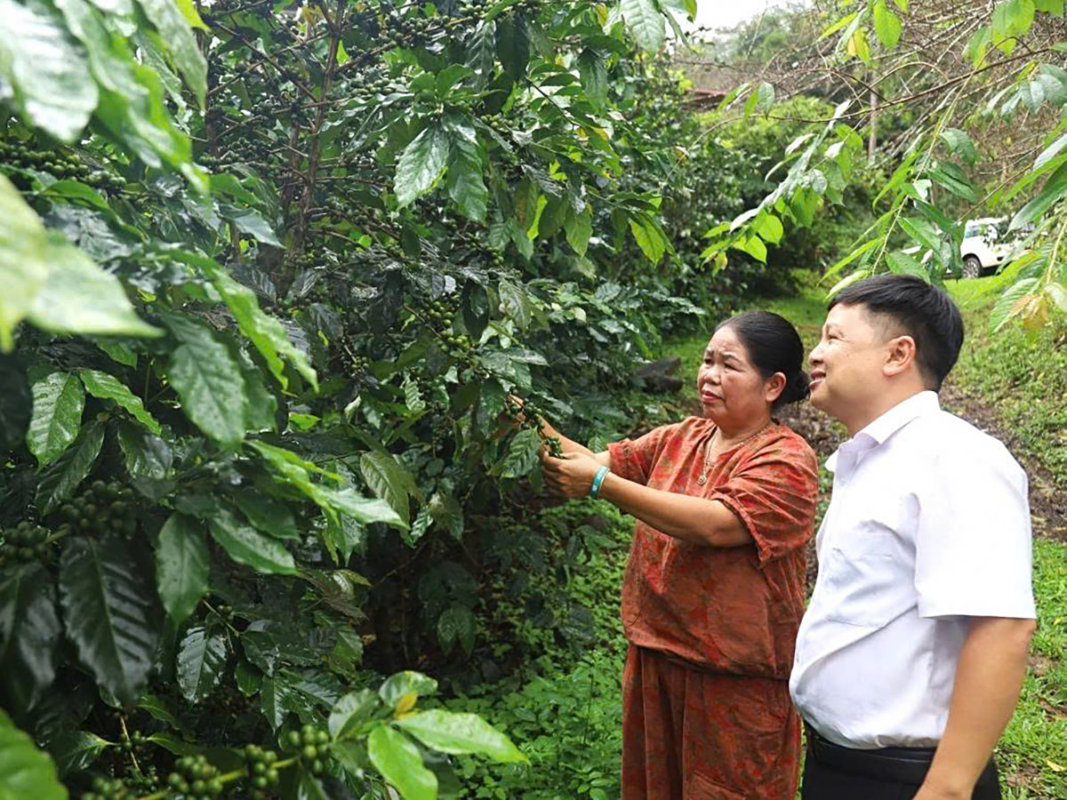 Nhờ điểm tựa tài chính kịp thời cùng tư duy canh tác bền vững, những đồi cà phê đã vượt qua biên giới quốc gia, chinh phục những thị trường khó tính.
