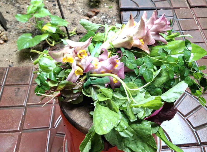 Bông giờ “làm đẹp” tô canh. Ảnh: Mạnh Trâm Trân