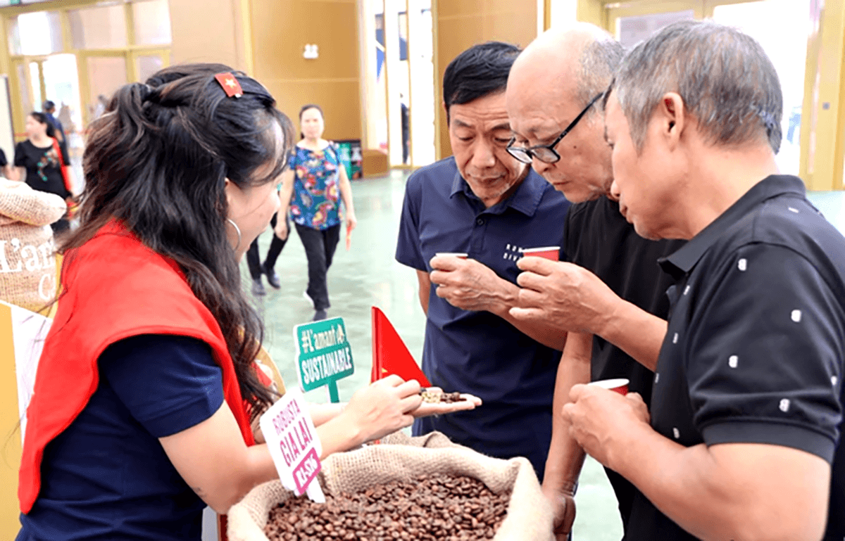 Cà phê Gia Lai: Hành trình từ cao nguyên đến kệ siêu thị xứ cờ hoa 