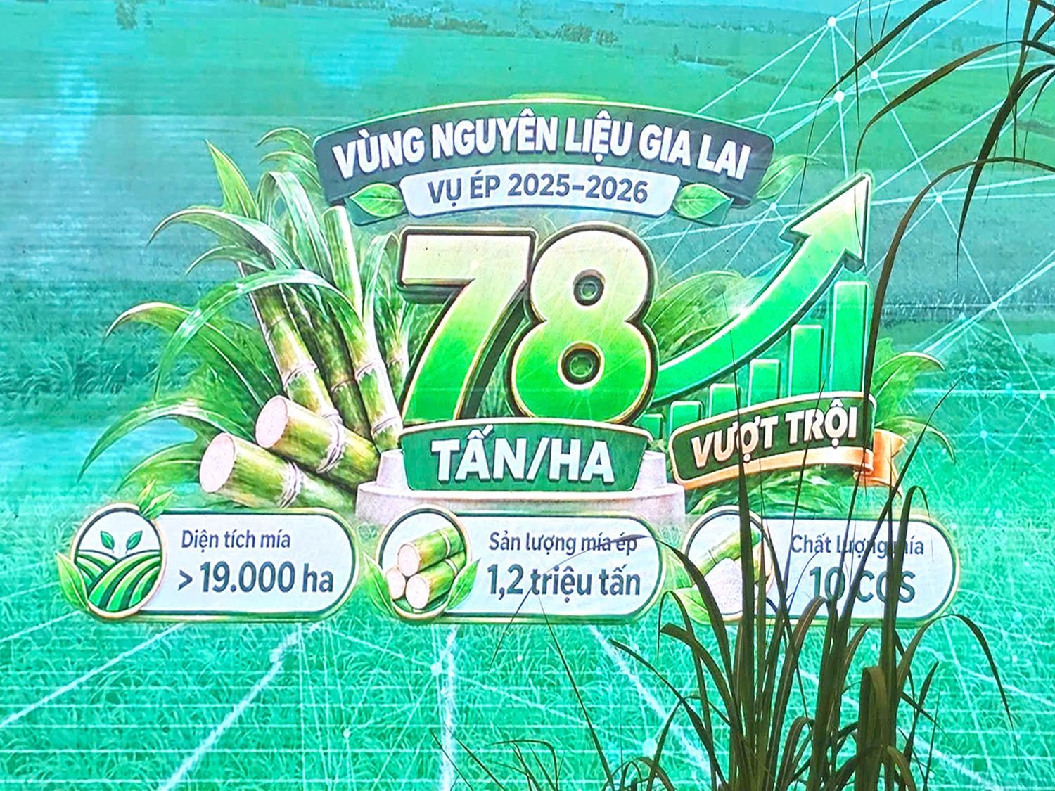 Giữa muôn vàn thử thách của thời tiết khắc nghiệt và bão giá vật tư, vùng nguyên liệu mía AgriS trên cánh đồng mía Gia Lai vẫn khép lại vụ ép 2025–2026 với con số ấn tượng.