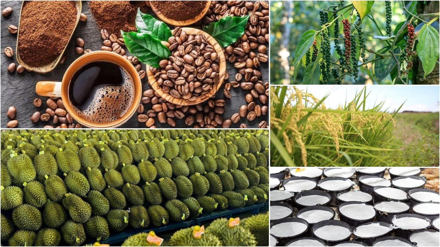 Sáng 26/9, thị trường nông sản ghi nhận giá cà phê nội địa quay đầu giảm nhẹ.