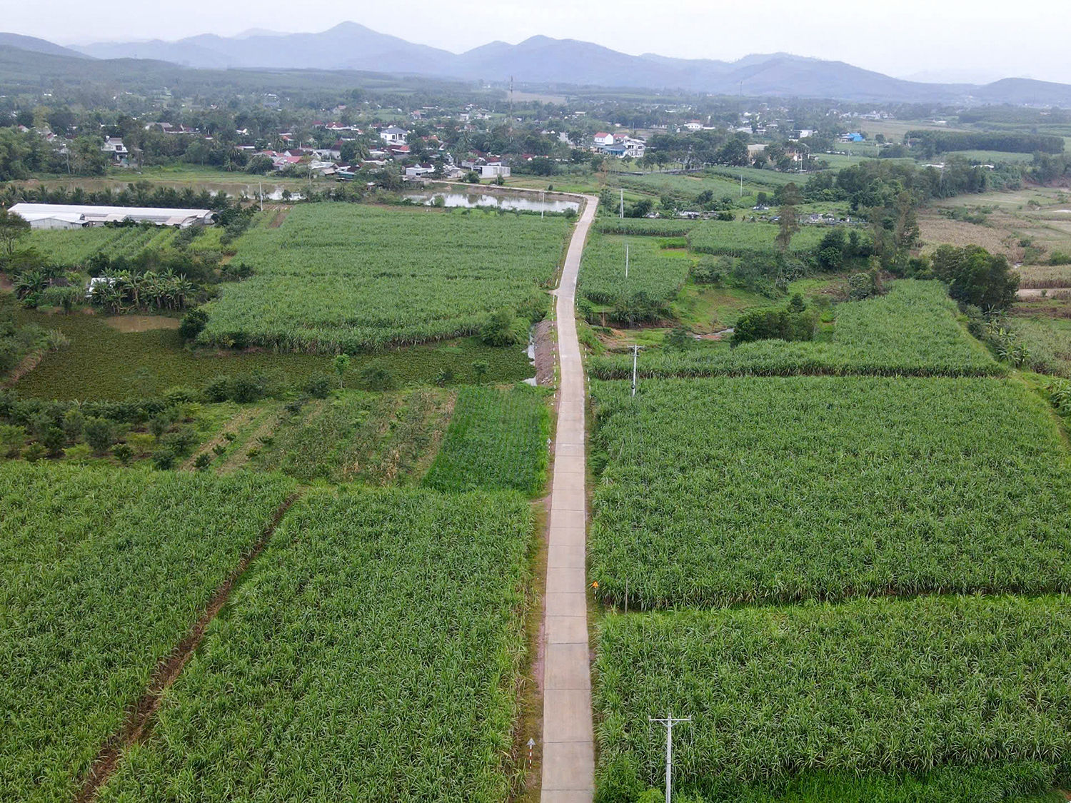 Cánh đồng mía ở xã Nghĩa Hưng.