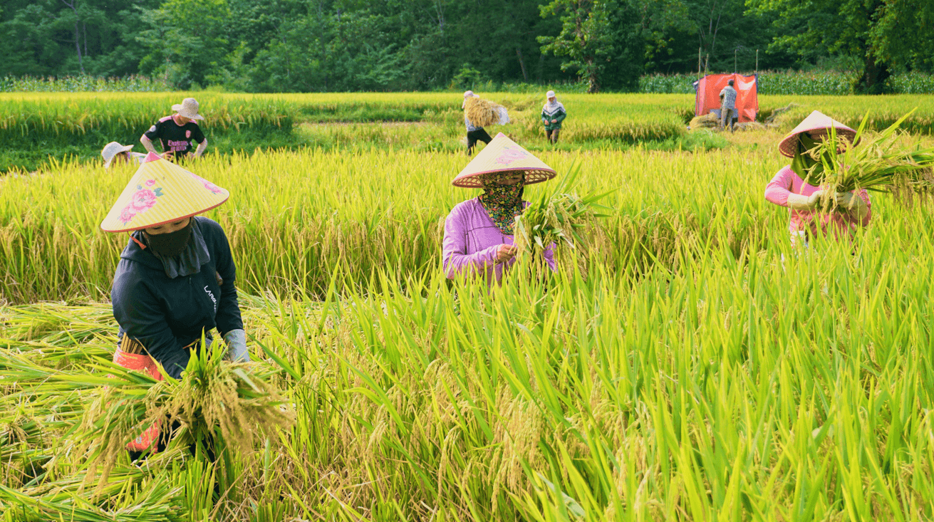 gặt lúa ở Bản Bướt