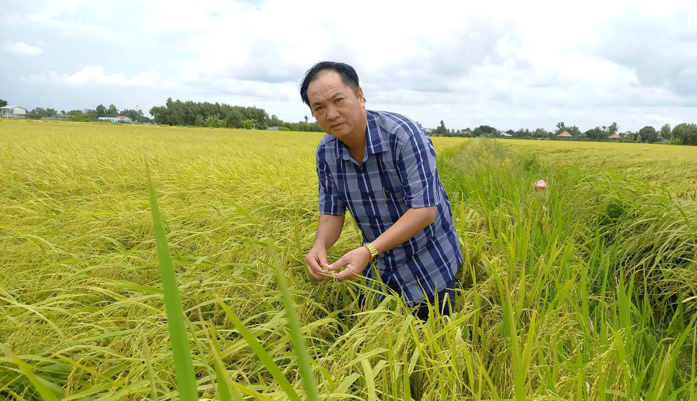 Đề án 1 triệu ha lúa