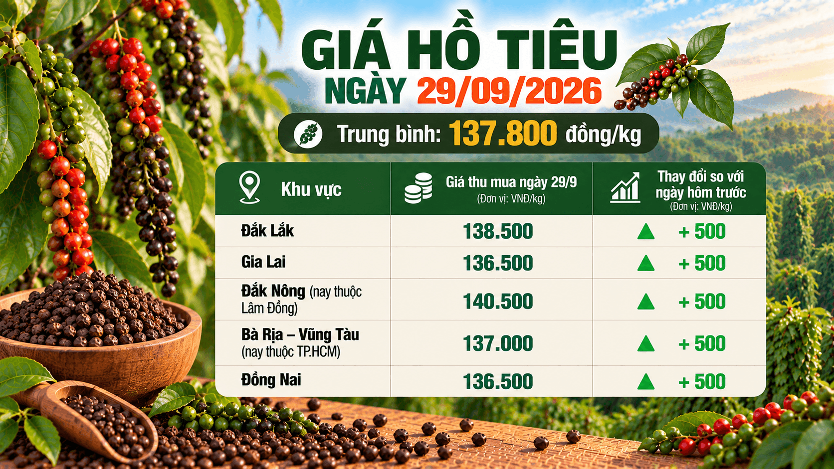 Giá hồ tiêu trong nước nhích nhẹ, chạm mốc 140.500 đồng/kg 