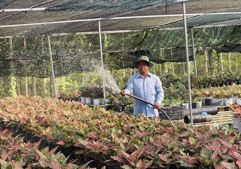 Hoa kiểng nay cũng có “lý lịch số” (8)