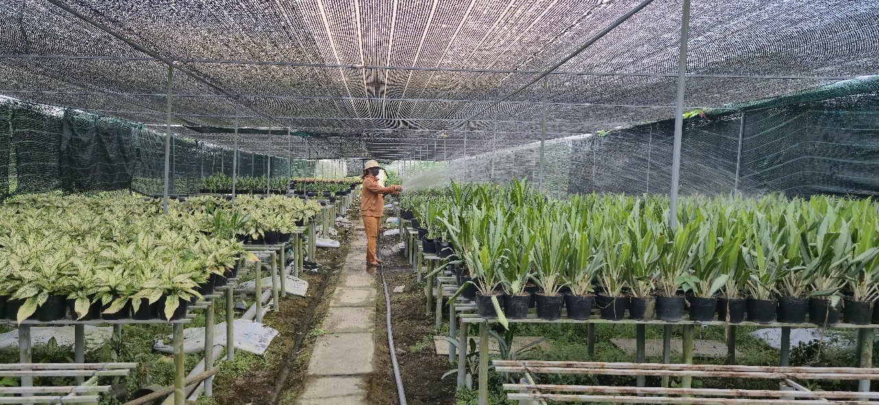 Hoa kiểng nay cũng có “lý lịch số” (9)