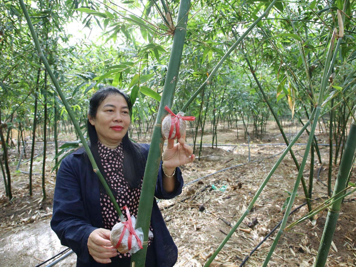 Chị Lan Hương đang kiểm tra giống cây tre lục trúc chiết cành từ gốc vườn.