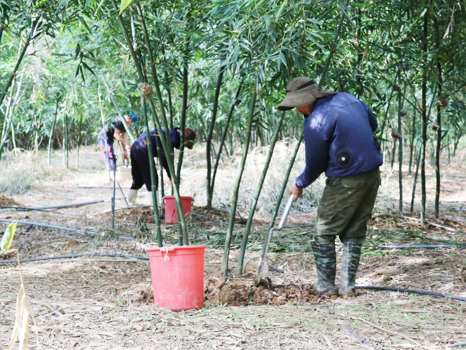 Chăm bón tre lục trúc sau mỗi kỳ thu hoạch.