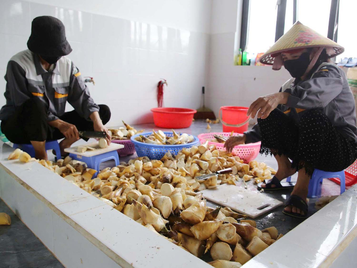 Thu hoạch măng tre lục trúc.