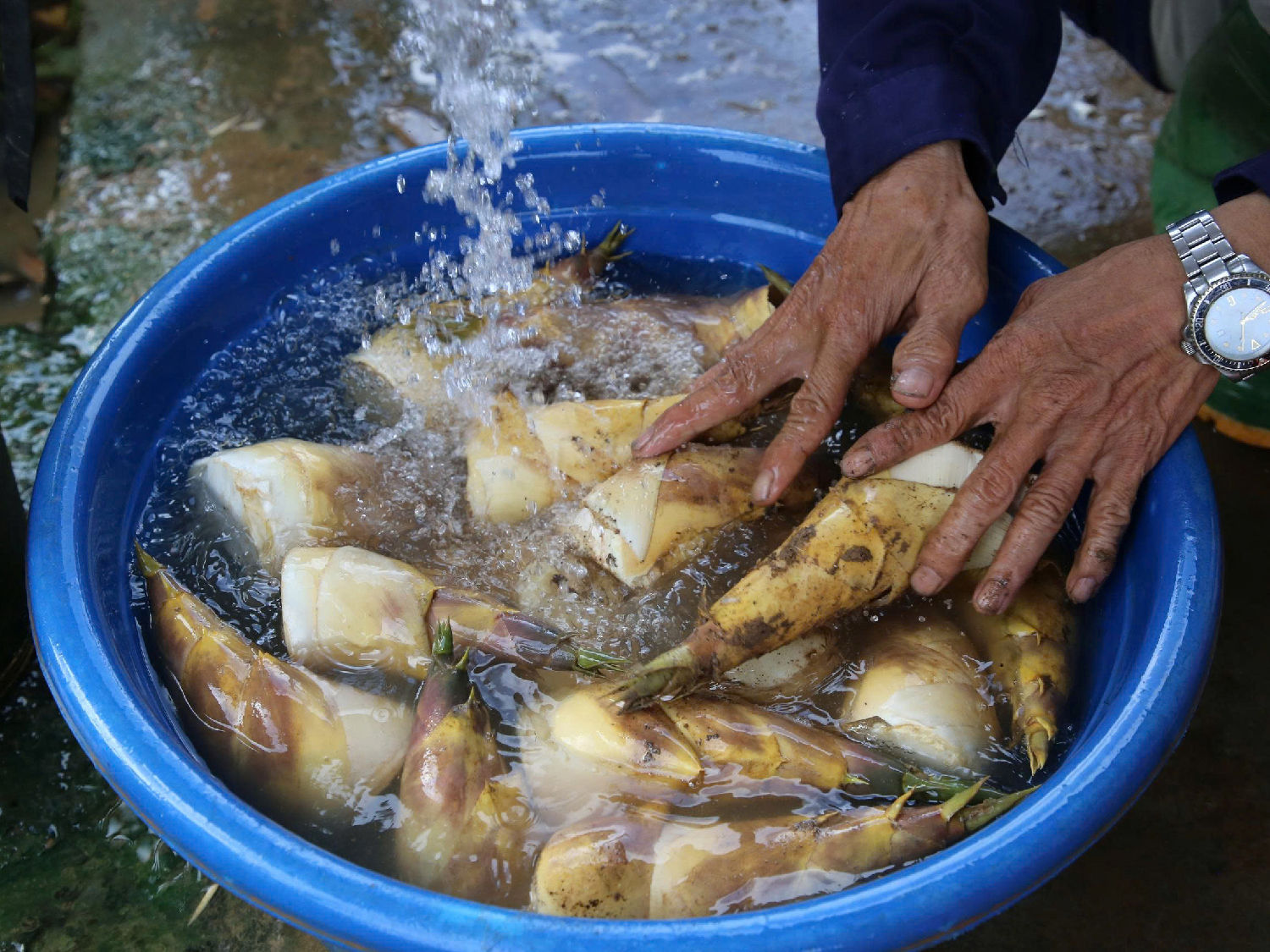 Măng tre lcụ trúc có thể chế biến ra nhiều sản phẩm như măng tươi, măng khô, măng chua, măng chua ngọt cúng cấp cho thị trường.