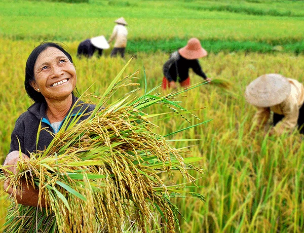 Bước ngoặt chính sách tháng 10: Chuẩn hóa thị trường gạo, mở rộng lưới an sinh 