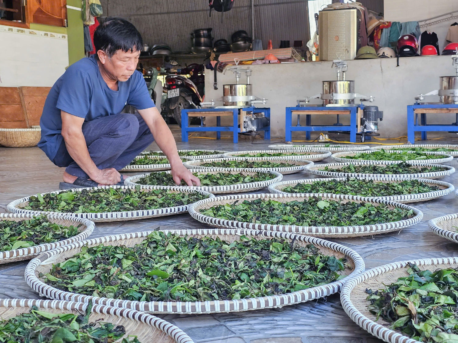 Thay vì bẻ cành bán theo bó như trước, nhiều người dân xã Yên Xuân chuyển sang thu hoạch búp để bán.