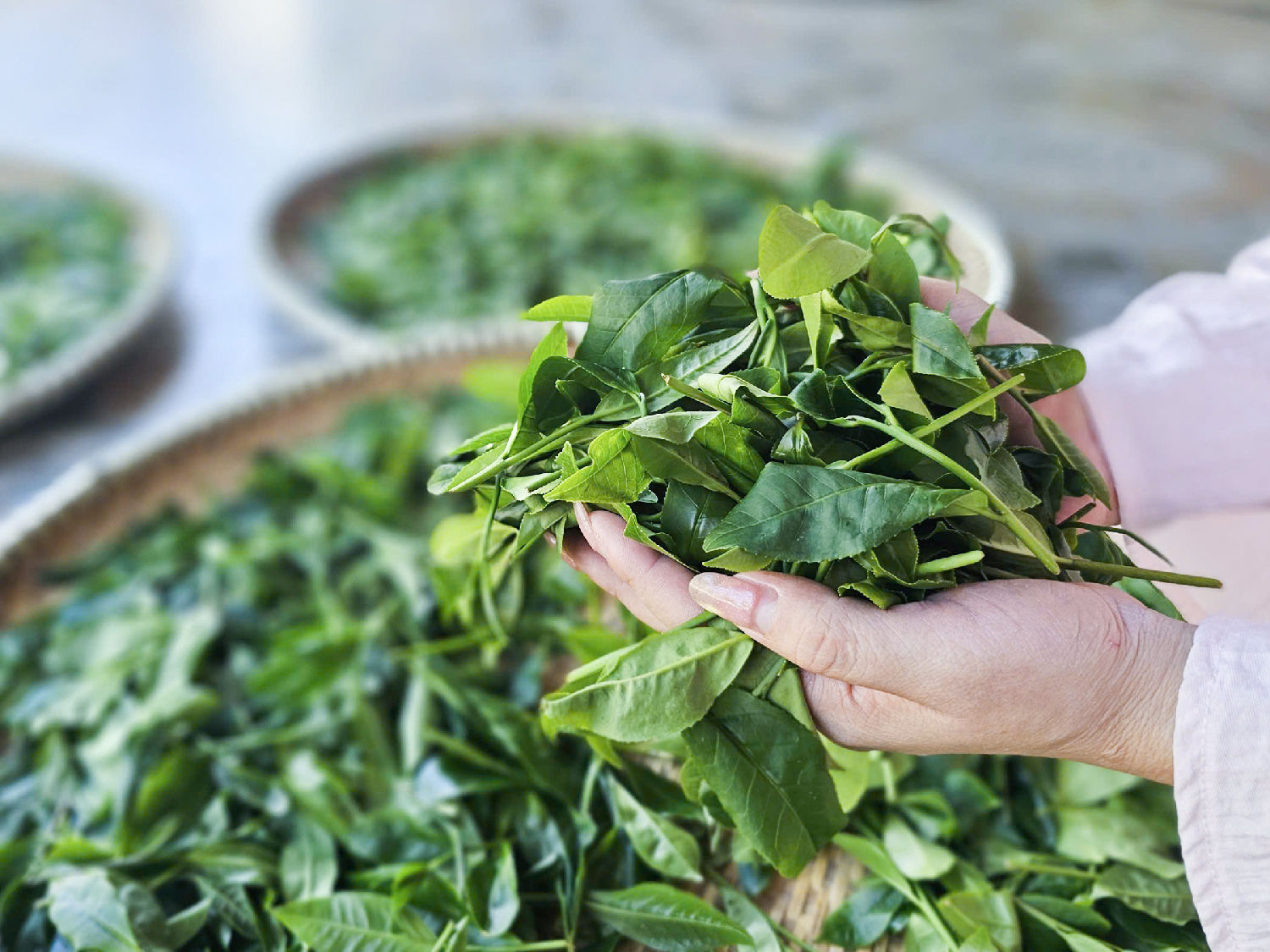 Lá chè không quá to, dày, có màu xanh vàng đặc trưng.