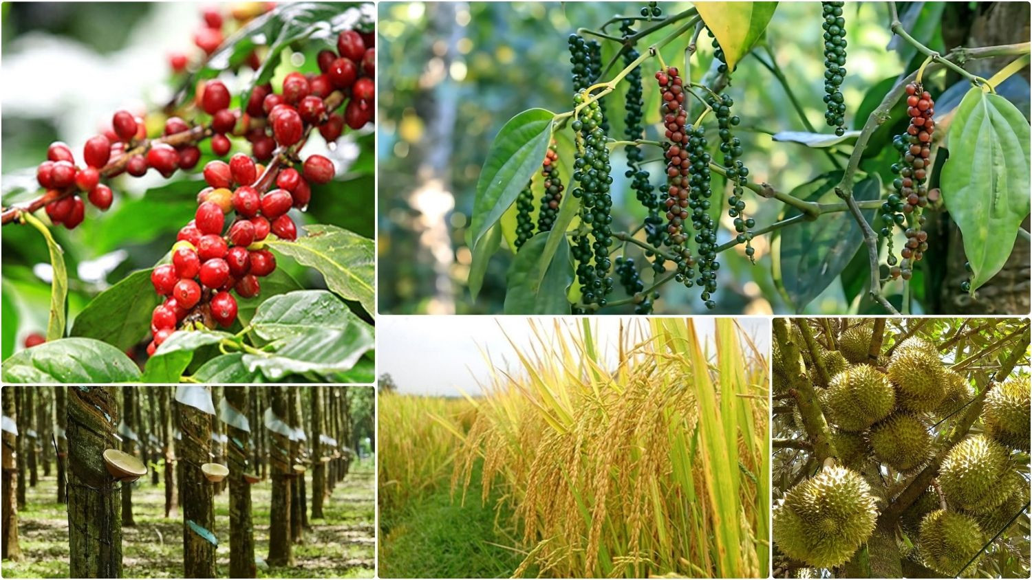 Thị trường nông sản sáng 2/10 ghi nhận nhiều diễn biến trái chiều