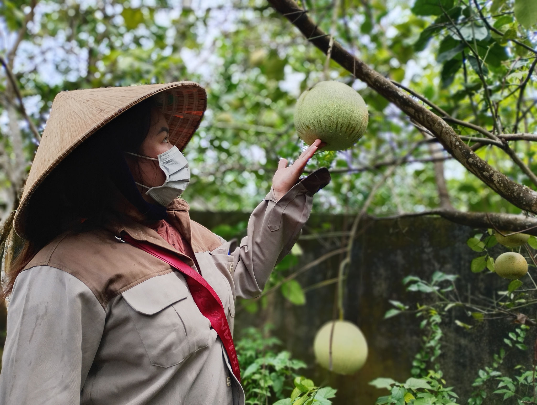 Chị Giáng Hương, người làng Nguyệt Biều gắn bó với nghề thu mua thanh trà, bưởi nhiều năm nay.