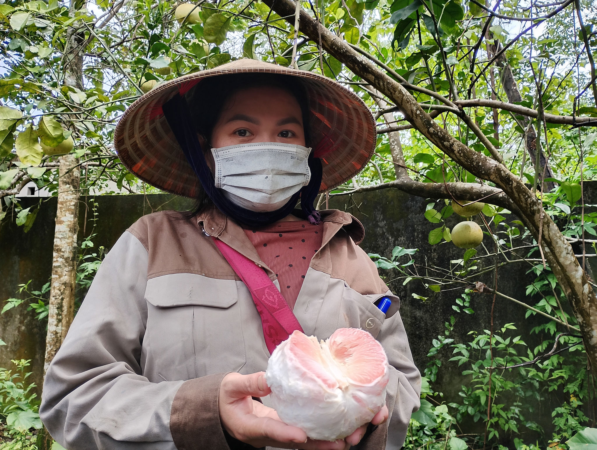 Những khu vườn ở Nguyệt Biều nay không chỉ có thanh trà.