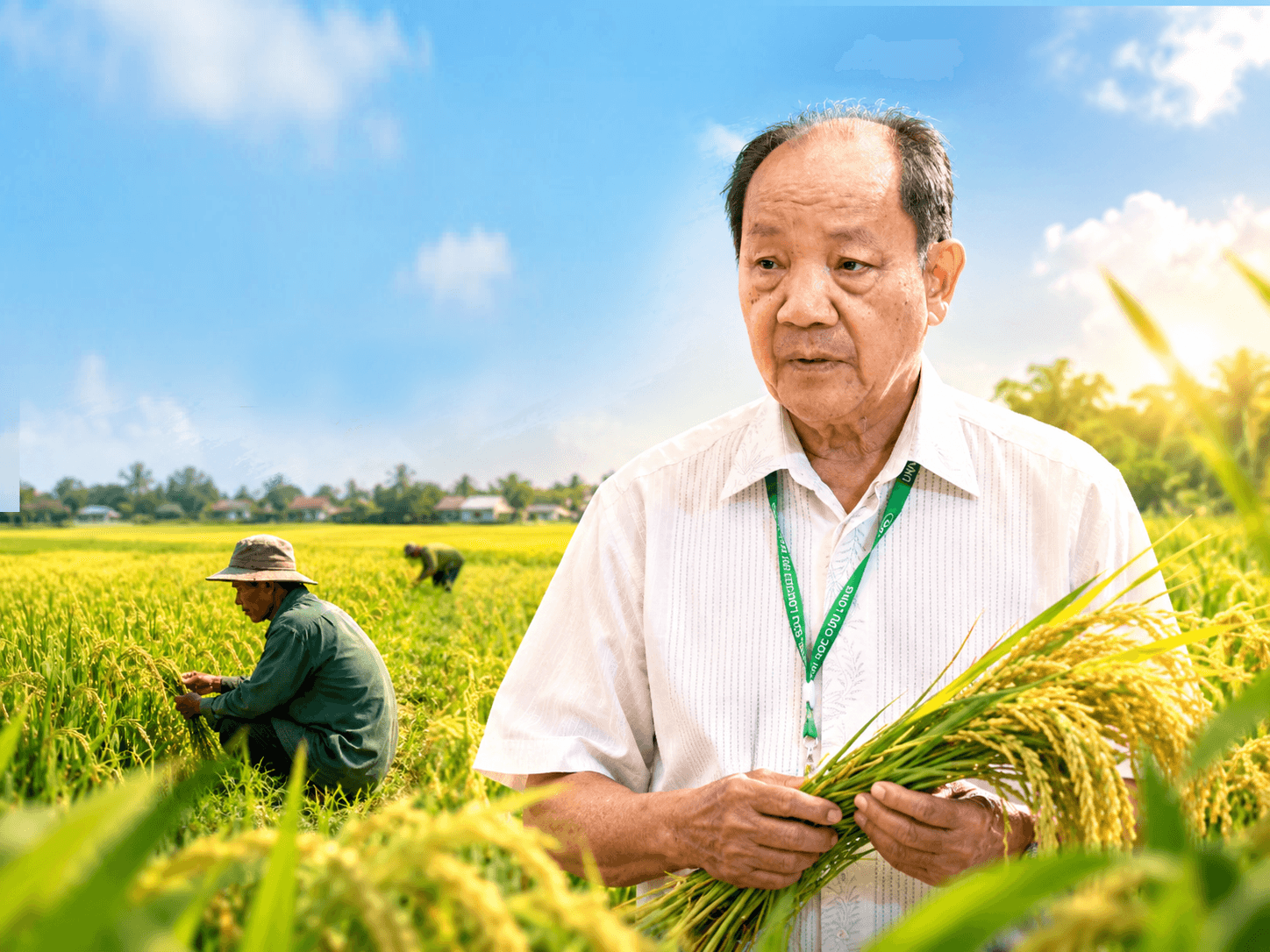 Hạt gạo xanh và bài toán không chỉ nằm trên cánh đồng