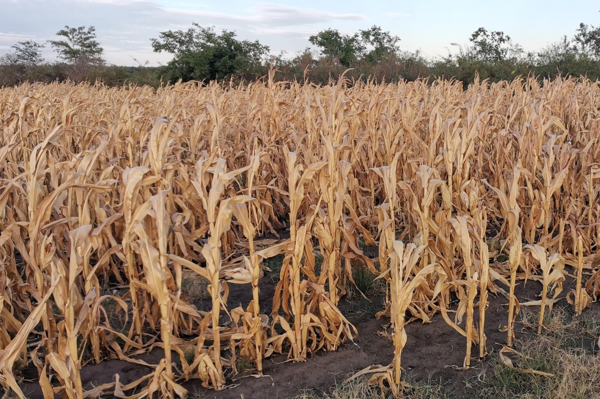 figure1_maize-drought-hungary-bussay.jpg