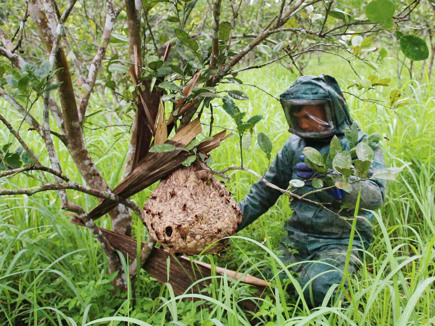 Anh Đinh Thanh Lưỡng với bộ bảo hộ đến bên tổ ong võ vẽ lớn dưới gôc cây bưởi.