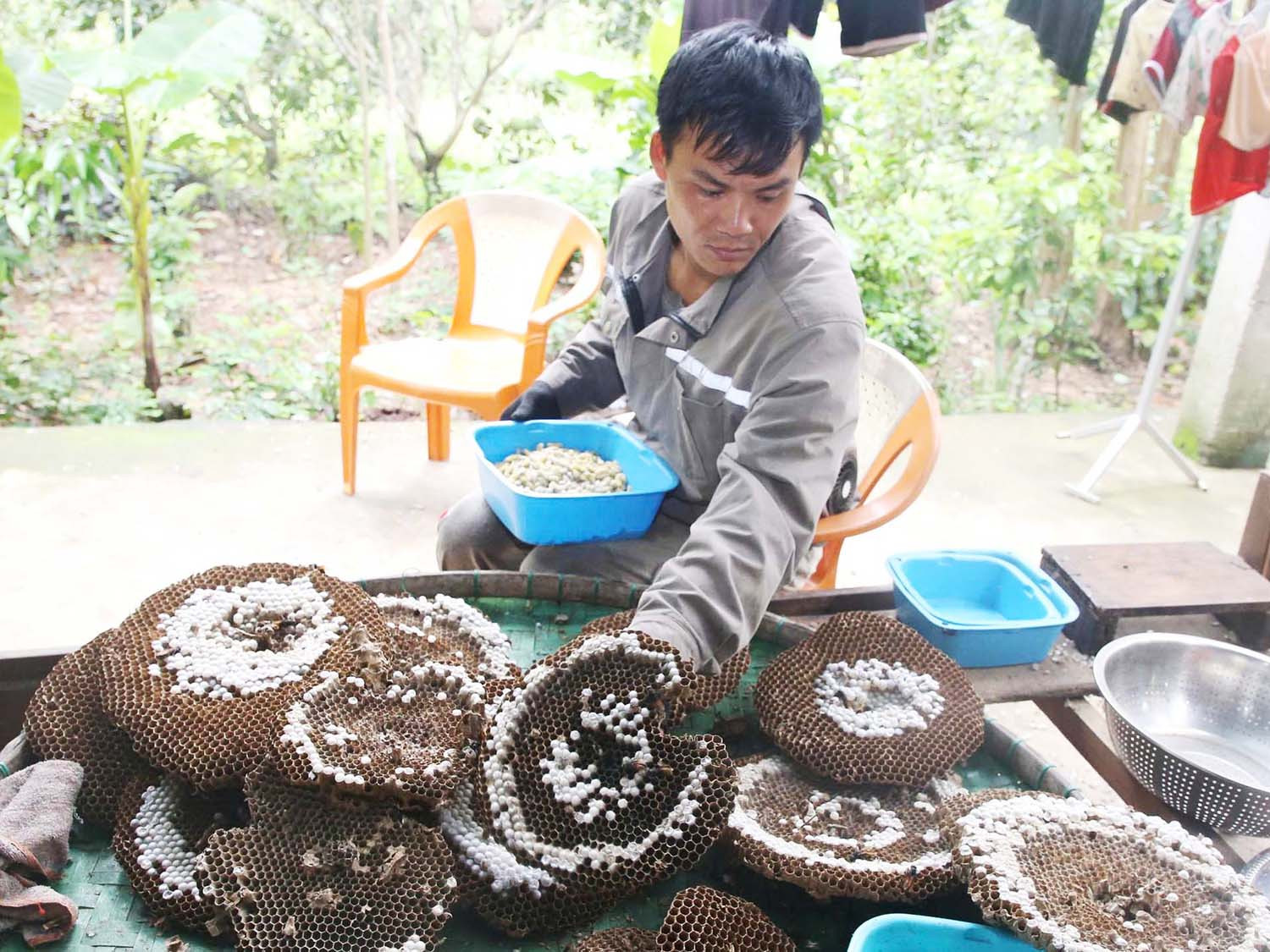 Các tầng ong vò vẽ được đưa về nhà.