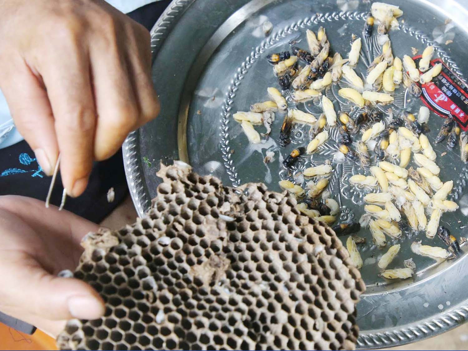 Gắp nhộng non từ tầng ong