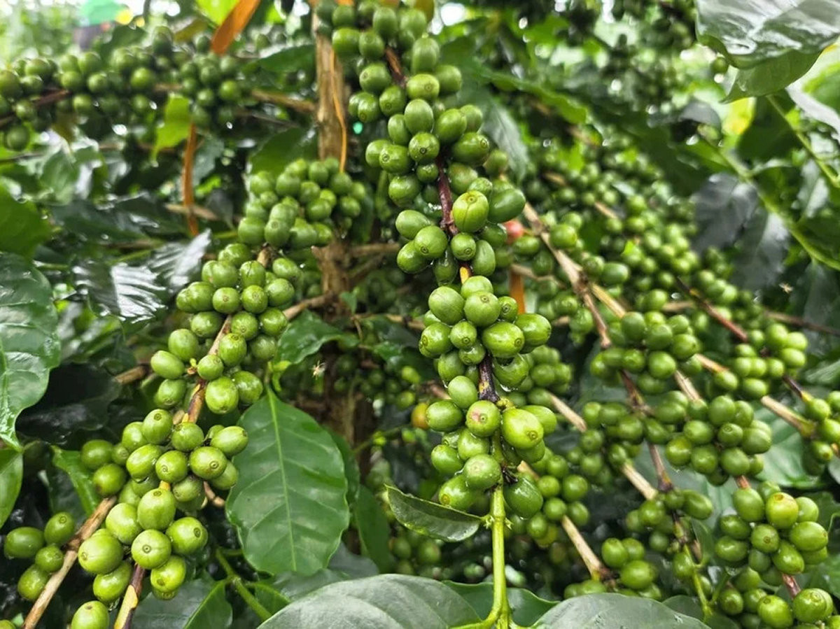 Cà phê chè Sơn La