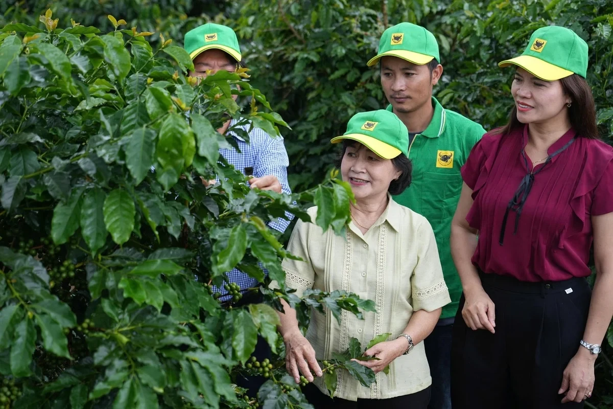 Cán bộ Phân bón Bình Điền kiểm tra Cà phê