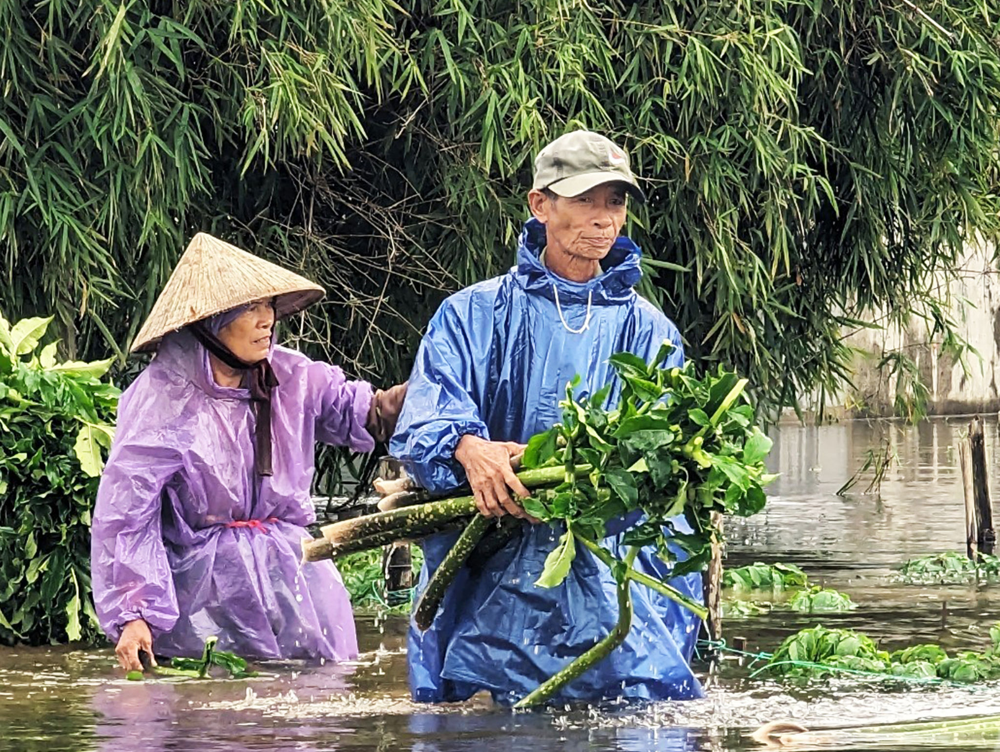 Thời tiết cực đoan khiến nông dân miền Trung ngày càng khó chống chọi với thiệt hại sản xuất